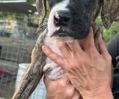 Stunning Boxer puppies for sale - 4