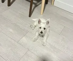4 months old Male Westie puppy for adoption - 2