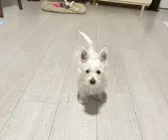 4 months old Male Westie puppy for adoption - 3