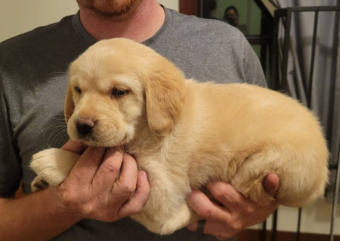 4 Goldador puppies looking for good homes