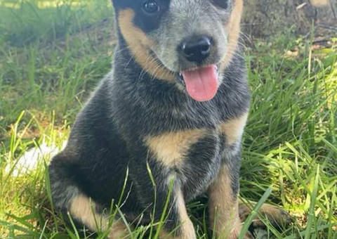 Classy Blue Heeler puppies