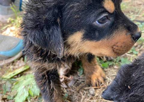 2 months old German Rottweiler puppies