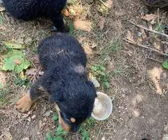 2 months old German Rottweiler puppies - 2