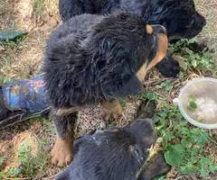 2 months old German Rottweiler puppies - 7