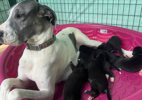 American Euro Great Dane puppies for sale