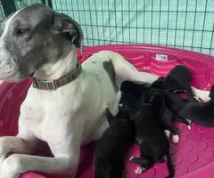 American Euro Great Dane puppies for sale