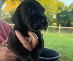 American Euro Great Dane puppies for sale - 2