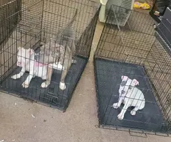 Pitbull bully puppies with cages - 2
