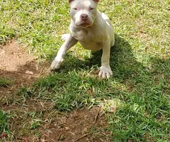 Pitbull bully puppies with cages - 3
