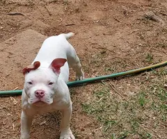 Pitbull bully puppies with cages - 4