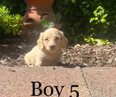 5 longhaired miniature male dachshunds