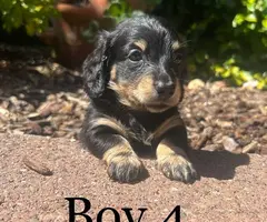 5 longhaired miniature male dachshunds - 2