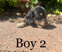5 longhaired miniature male dachshunds - 4