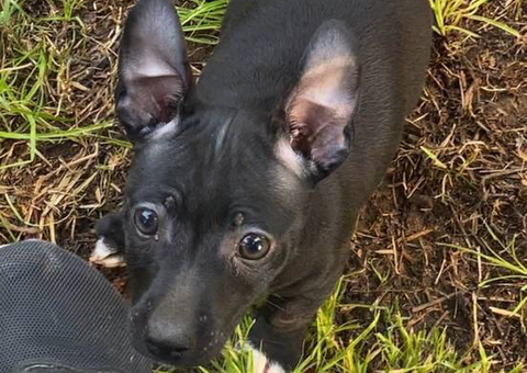Purebred Teddy Roosevelt Rat Terrier puppy