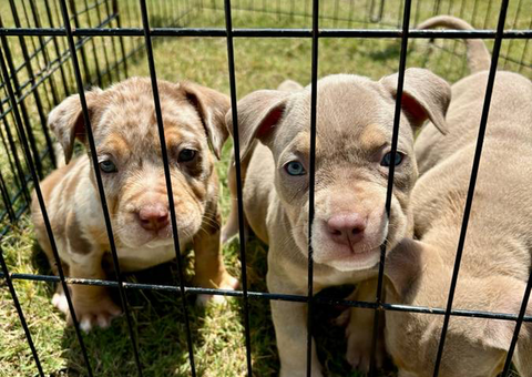 3 ABKC American Bully pippies for sale