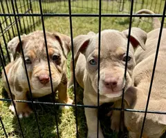 3 ABKC American Bully pippies for sale - 1
