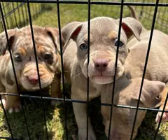 3 ABKC American Bully pippies for sale - 3