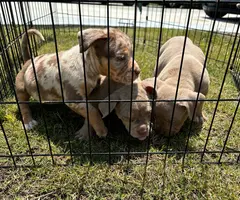 3 ABKC American Bully pippies for sale - 5