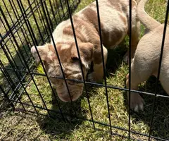 3 ABKC American Bully pippies for sale - 6
