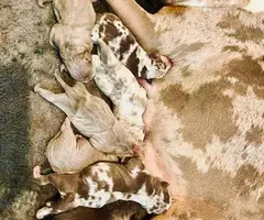 3 ABKC American Bully pippies for sale - 7