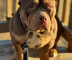 3 ABKC American Bully pippies for sale - 8