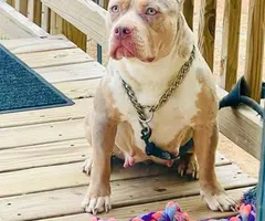 3 ABKC American Bully pippies for sale - 9