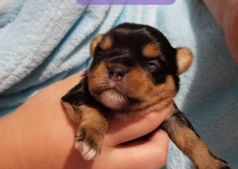 Yorkie puppies as pets only