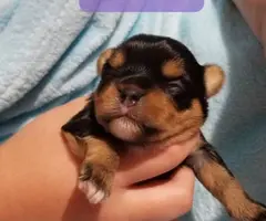Yorkie puppies as pets only