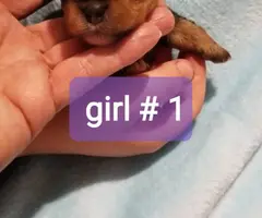 Yorkie puppies as pets only