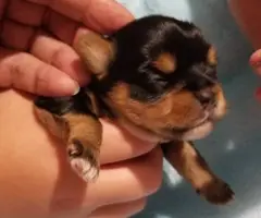 Yorkie puppies as pets only