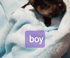 Yorkie puppies as pets only