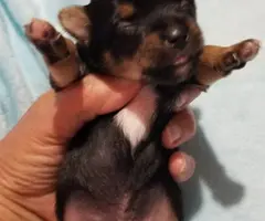 Yorkie puppies as pets only