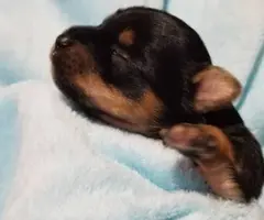 Yorkie puppies as pets only