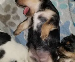 Yorkie puppies as pets only