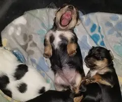 Yorkie puppies as pets only
