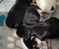 Yorkie puppies as pets only