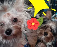 Yorkie puppies as pets only
