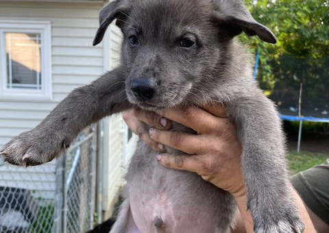 German Shepherd Pitbull mix