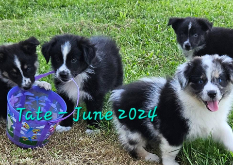 2 merles and 3 Tricolor Aussie puppies