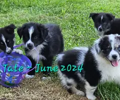 2 merles and 3 Tricolor Aussie puppies