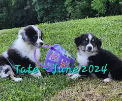 2 merles and 3 Tricolor Aussie puppies - 2