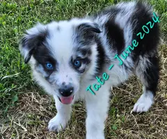 2 merles and 3 Tricolor Aussie puppies - 4