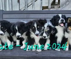 2 merles and 3 Tricolor Aussie puppies - 7