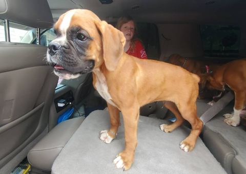 2 AKC Registered Fawn Boxer Puppies