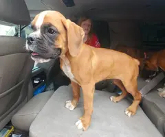 2 AKC Registered Fawn Boxer Puppies - 1