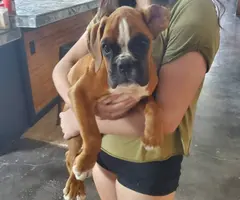 2 AKC Registered Fawn Boxer Puppies - 6