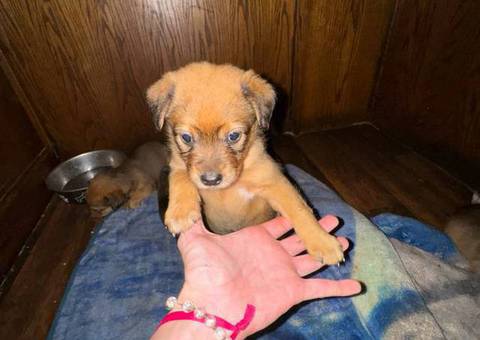 8 Texas Heeler puppies need forever home