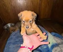 8 Texas Heeler puppies need forever home - 1
