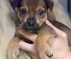 8 Texas Heeler puppies need forever home - 4