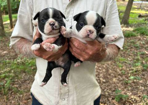 4 sweet Boston terrier puppies available